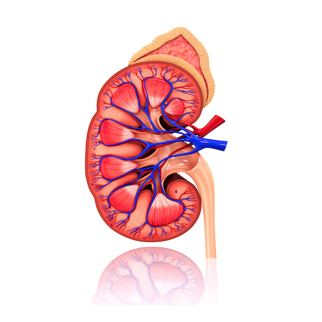 Glomerulonephritis